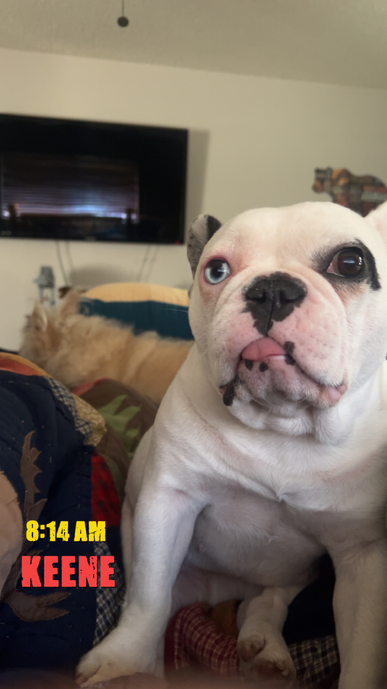 Dashee1 profile